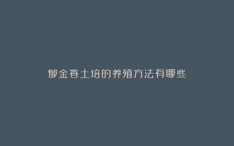 郁金香土培的养殖方法有哪些