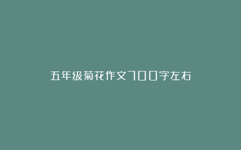 五年级菊花作文700字左右