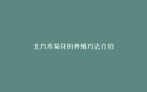 北方木菊花的养殖方法介绍