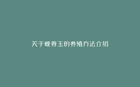 关于晚香玉的养殖方法介绍