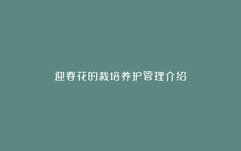 迎春花的栽培养护管理介绍