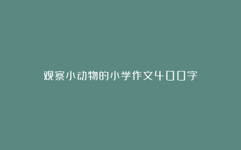 观察小动物的小学作文400字