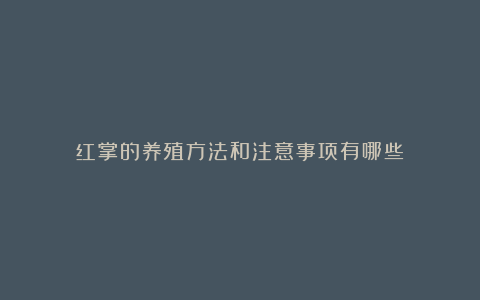 红掌的养殖方法和注意事项有哪些