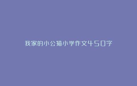 我家的小公猫小学作文450字